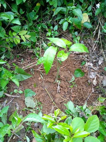 tree