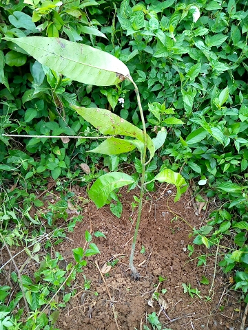 tree