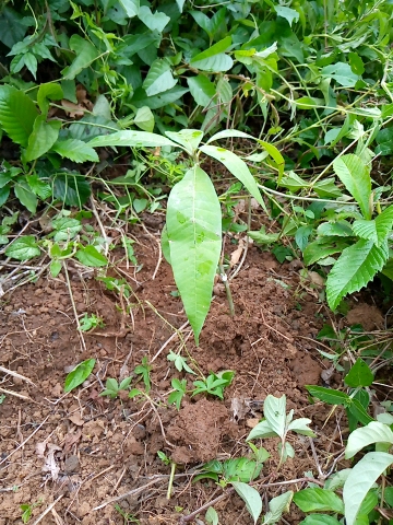 tree