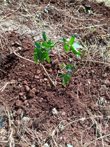 tree