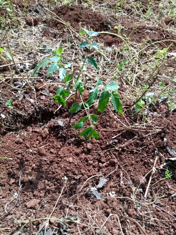 tree
