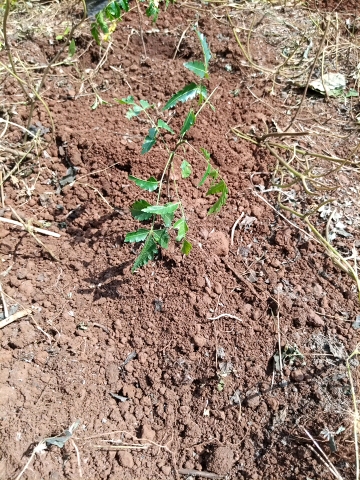 tree