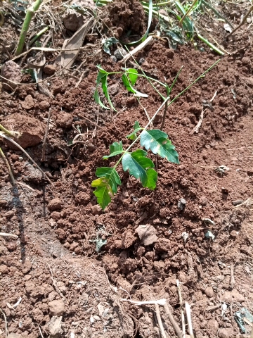 tree
