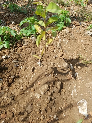 tree