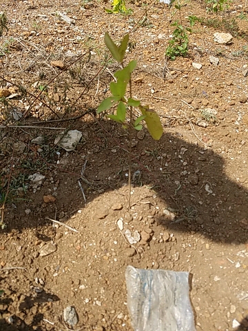 tree