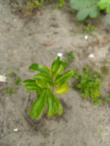tree