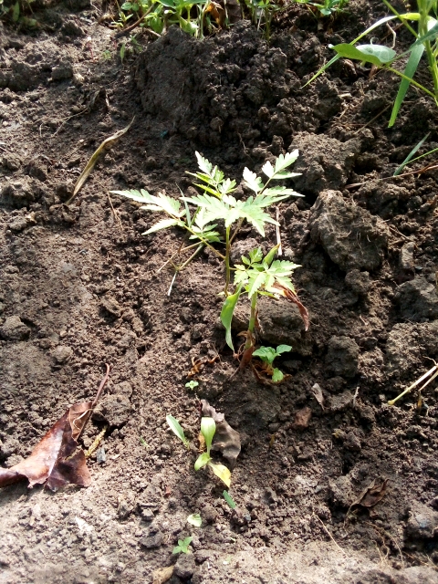 tree
