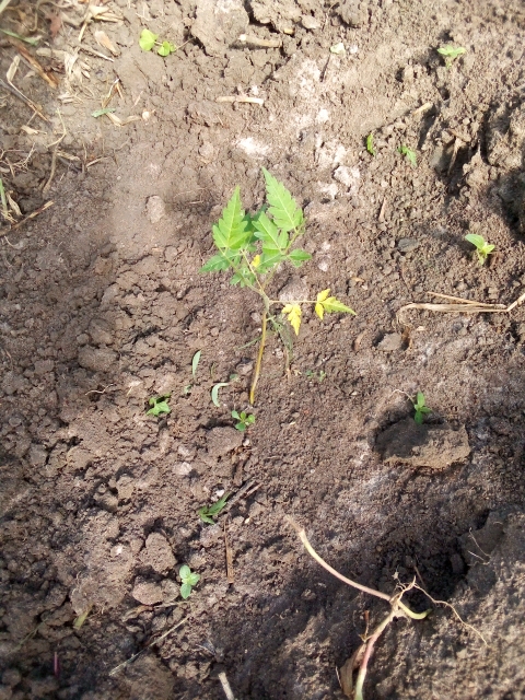 tree