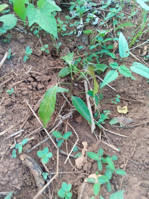 tree