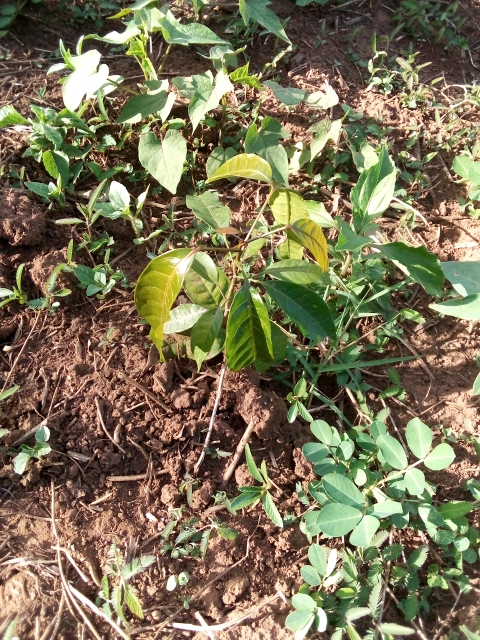 tree