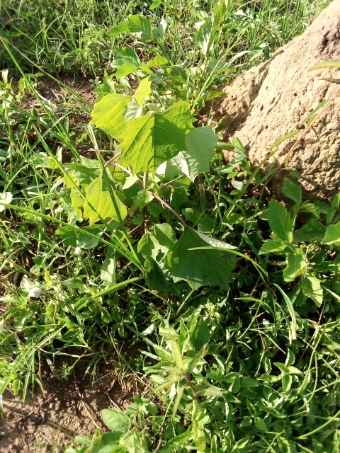 tree
