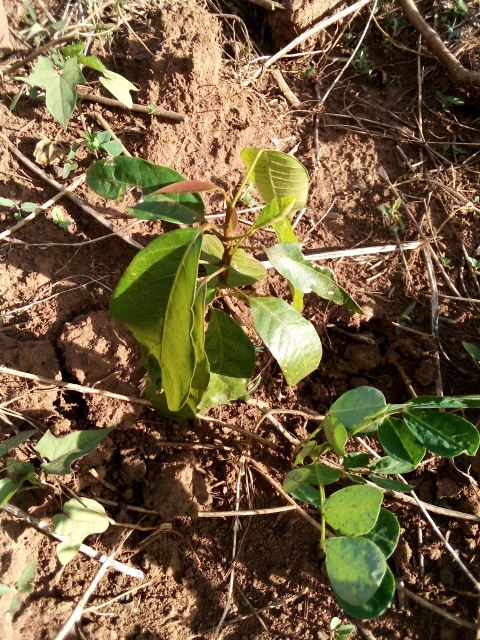 tree