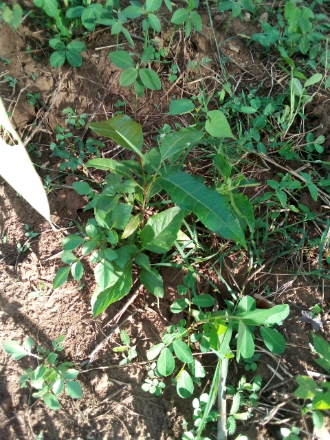 tree