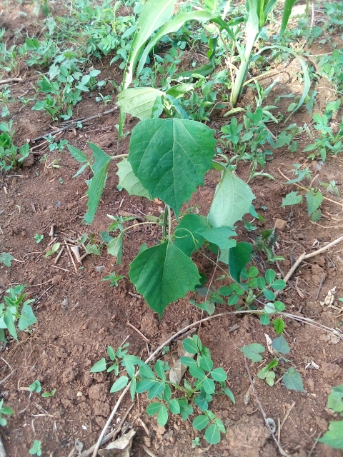 tree