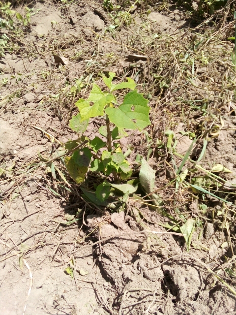 tree