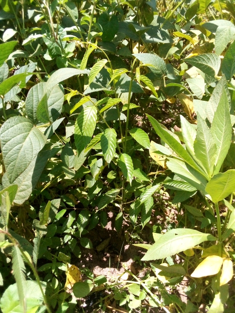 tree