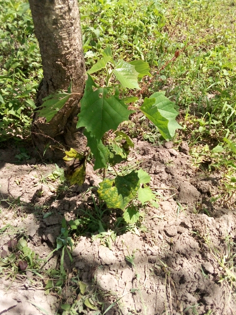 tree