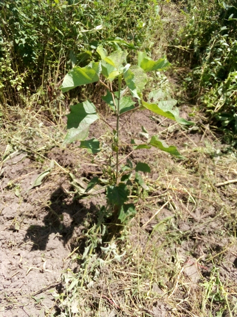 tree