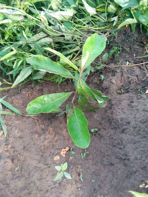 tree