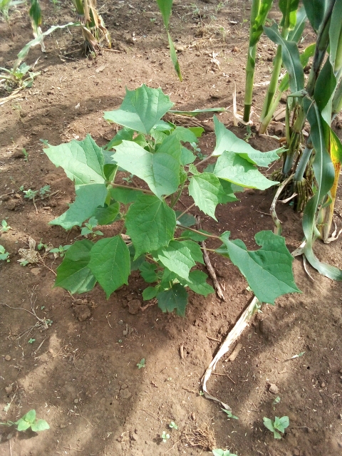 tree