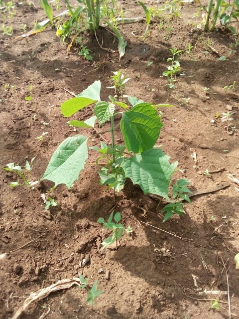tree