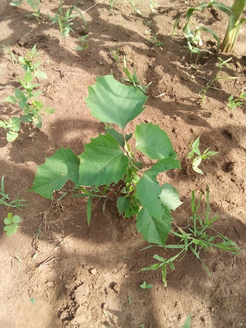 tree
