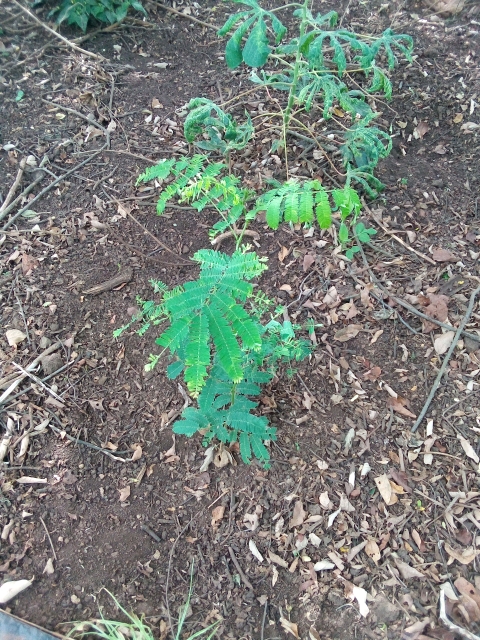 tree