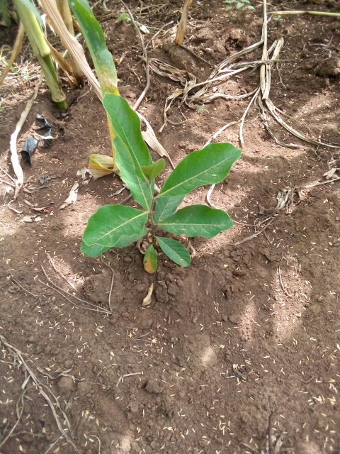 tree