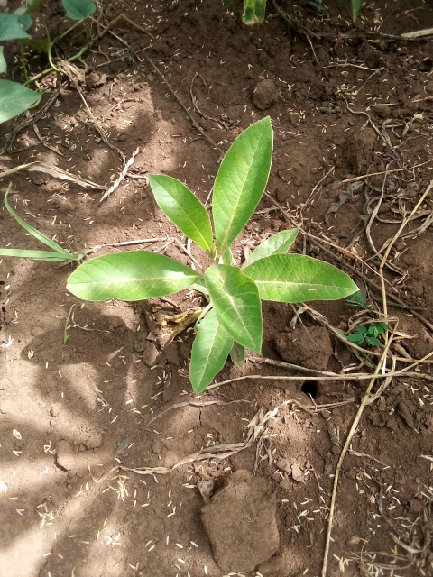 tree