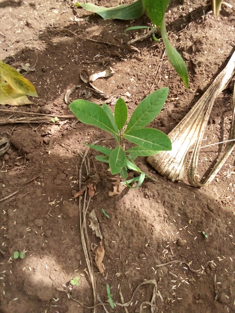 tree