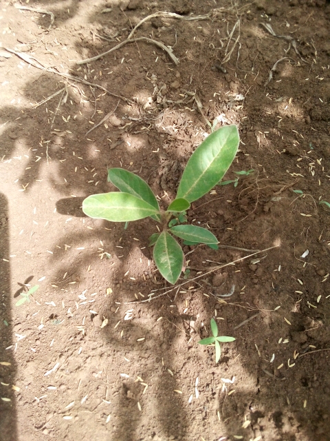tree