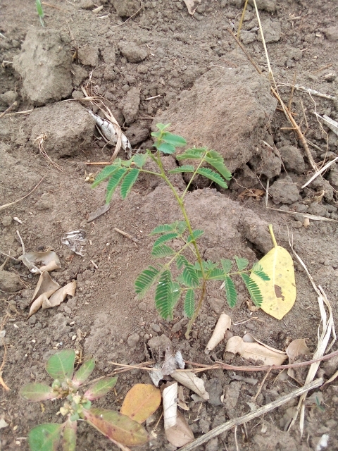 tree