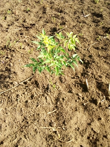 tree