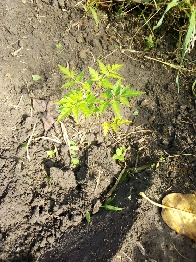 tree