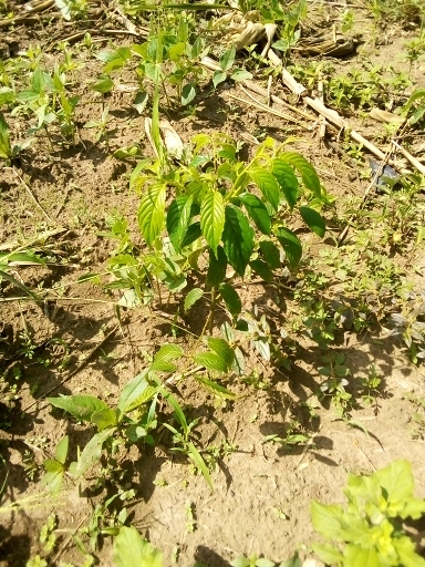tree