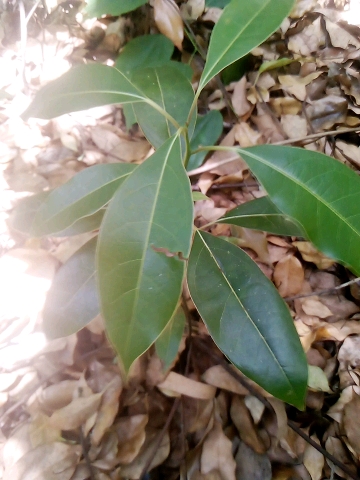 tree