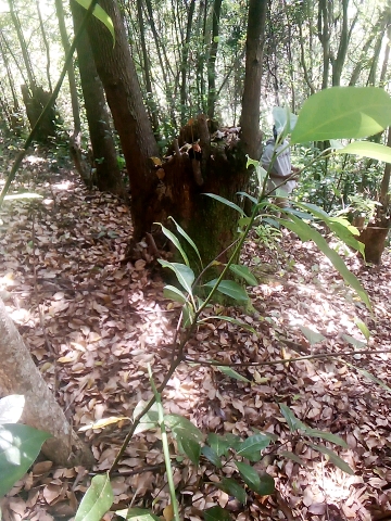 tree