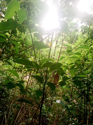 tree