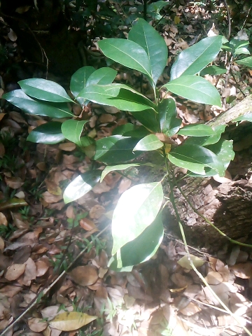 tree