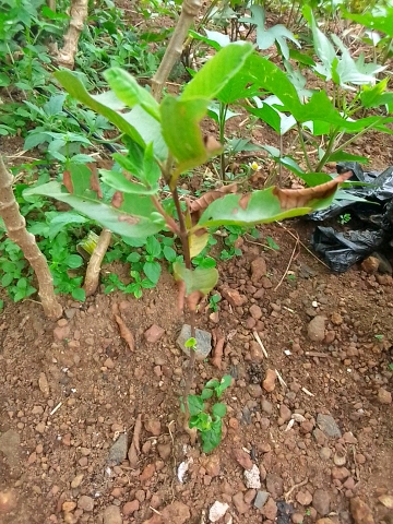 tree
