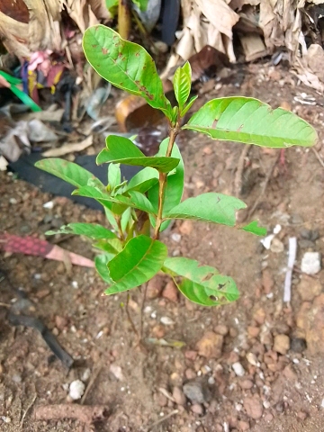 tree
