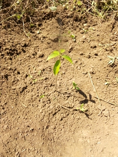 tree