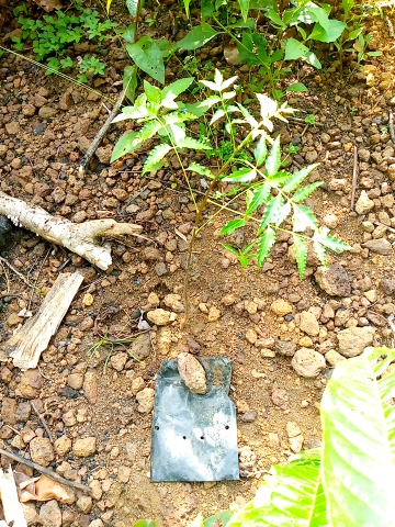tree