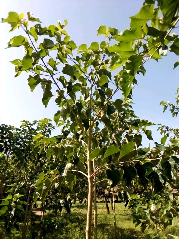 tree