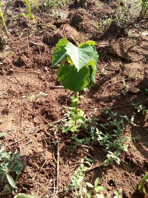 tree