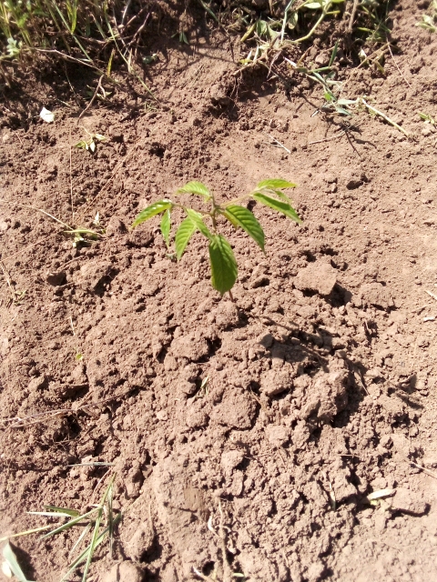 tree
