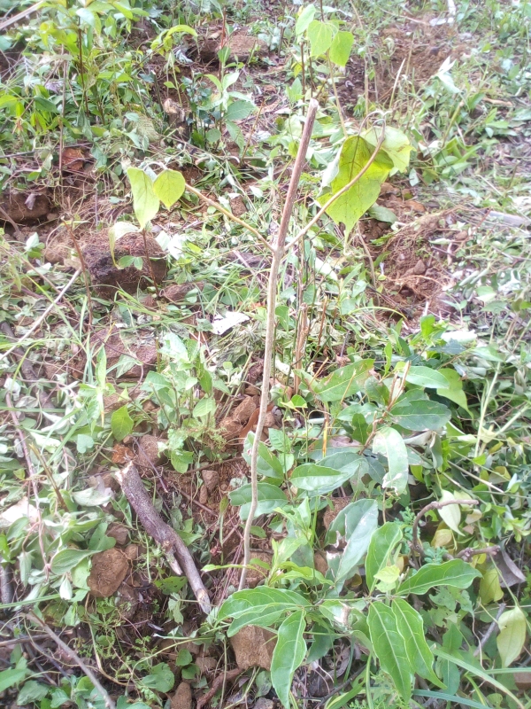tree