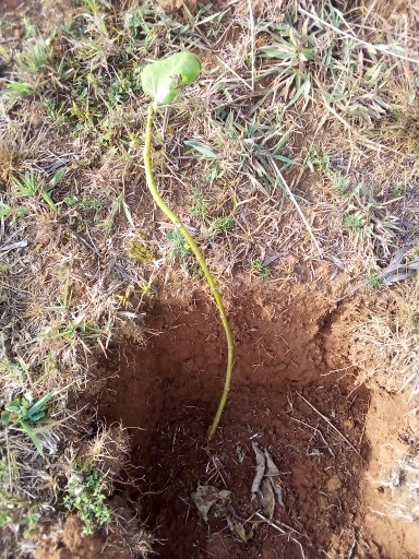 tree