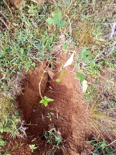 tree