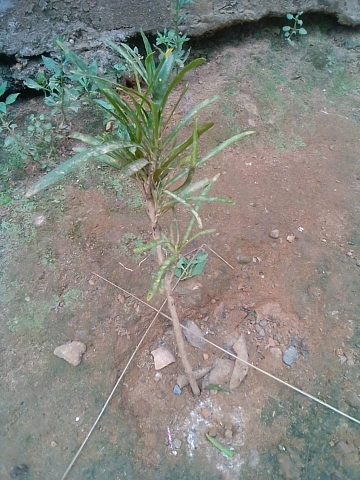 tree